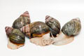 Archachatina purpurea Quinea albino body adult